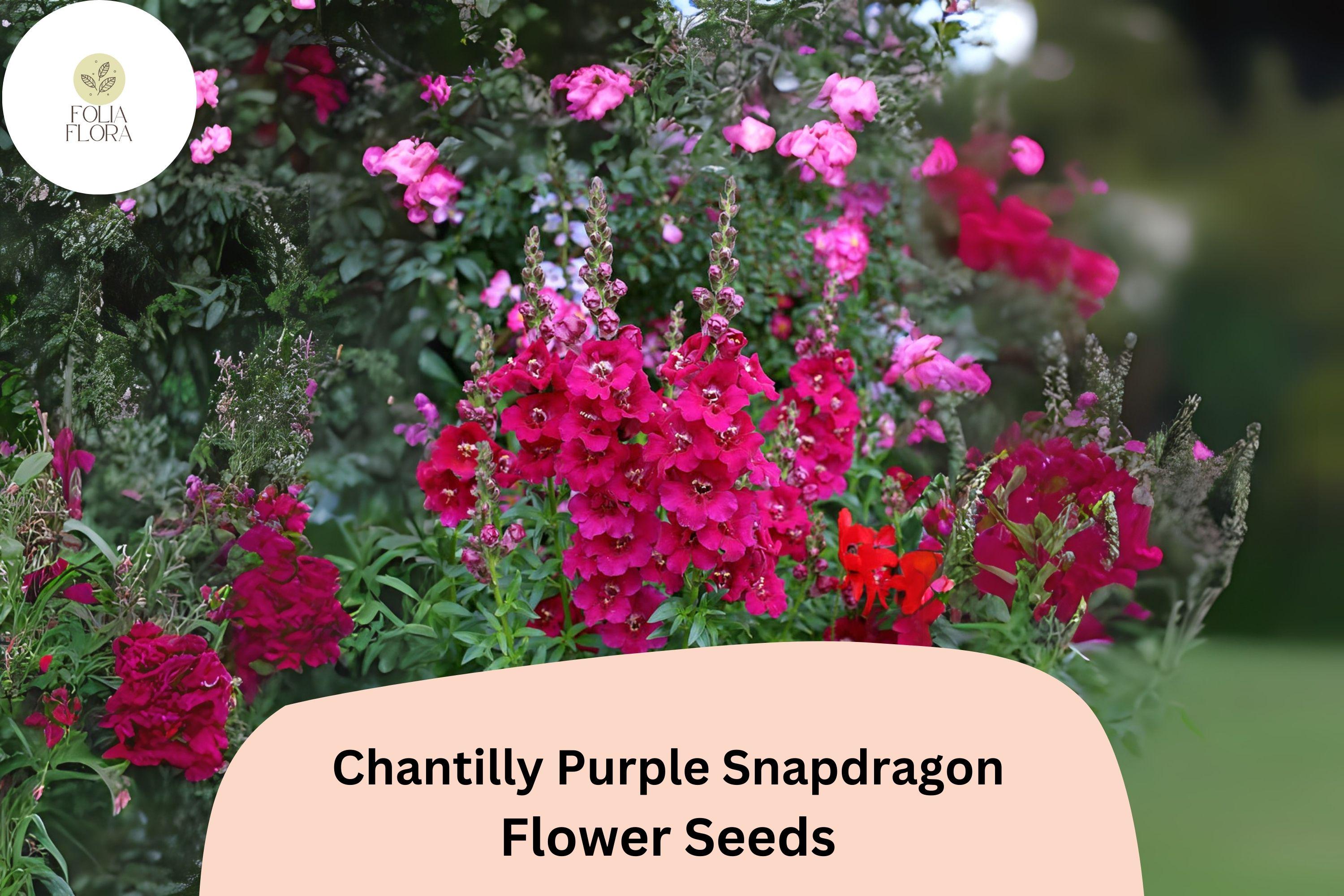Chantilly Purple Snapdragon Seeds | Tall, Fragrant Blooms (1000+ Seeds)