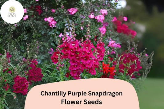 Chantilly Purple Snapdragon Seeds | Tall, Fragrant Blooms (1000+ Seeds)