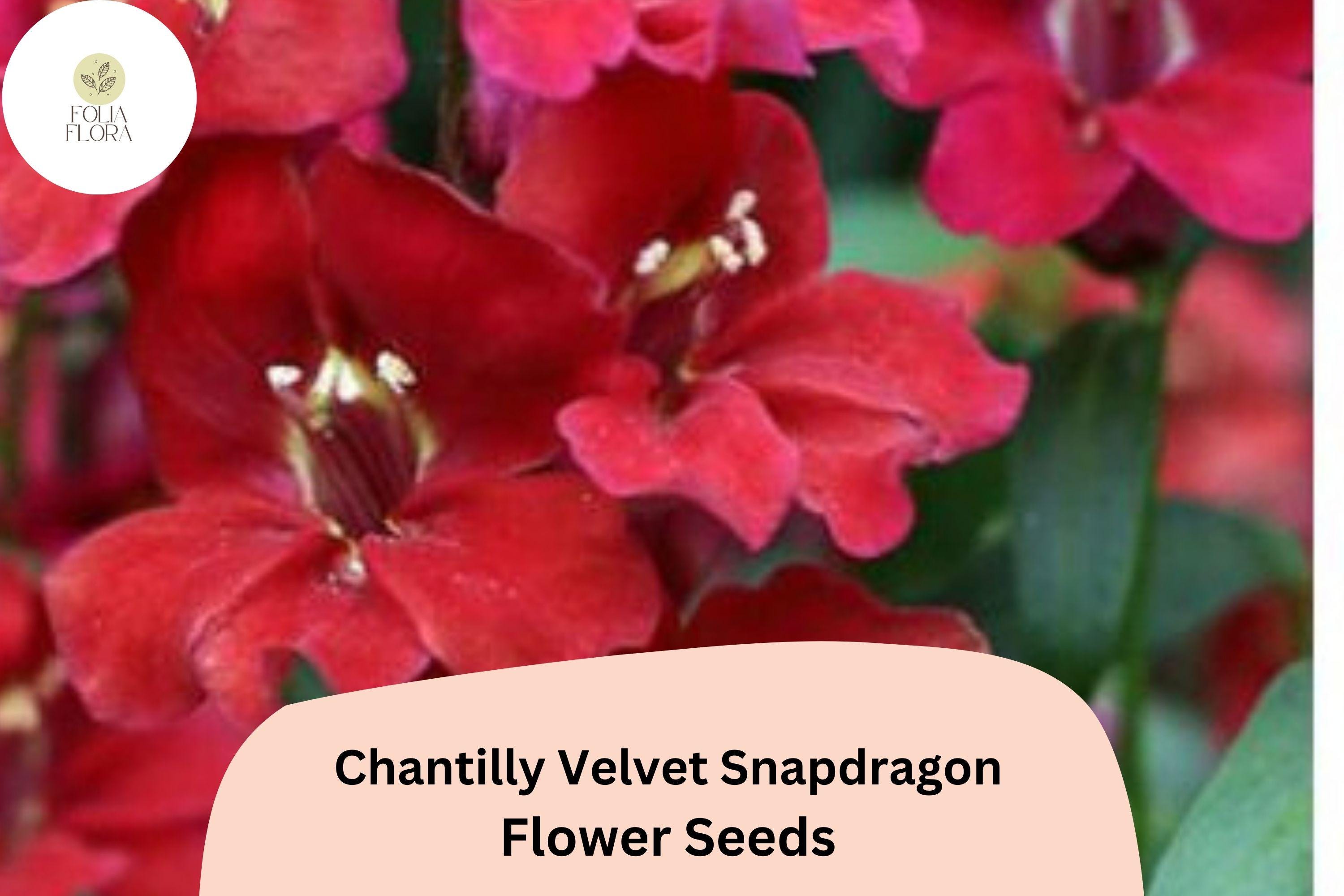 Chantilly Velvet Snapdragon Seeds | Fragrant Deep Red Blooms