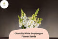Chantilly White Snapdragon Seeds | Fragrant Tall Blooms, 1000+ Seeds