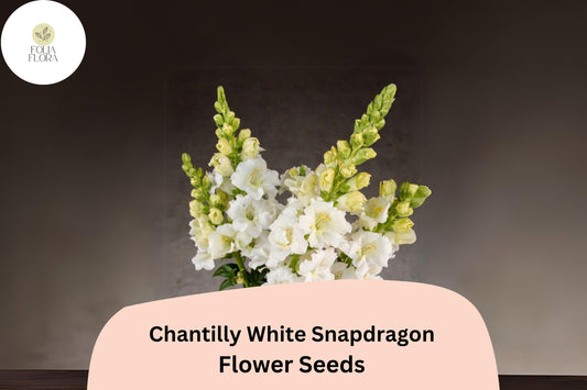 Chantilly White Snapdragon Seeds | Fragrant Tall Blooms, 1000+ Seeds