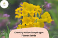Chantilly Yellow Snapdragon Seeds | Fragrant Garden Blooms