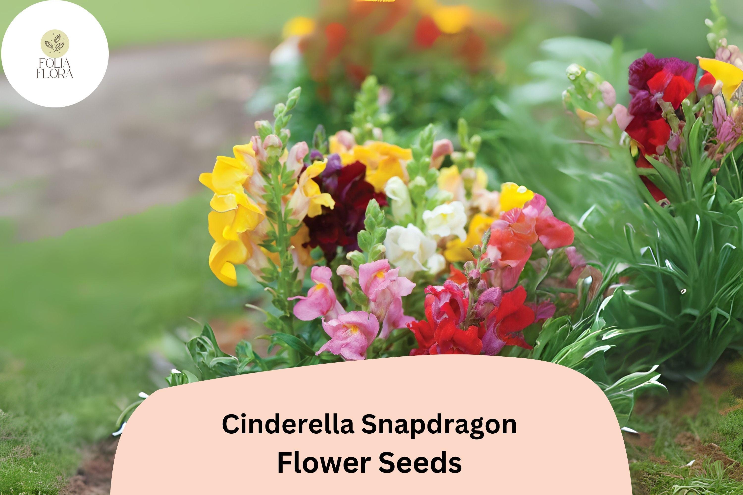Cinderella Snapdragon Seeds (Antirrhinum majus) | 1000+ Seeds | Delicate Pastel Blooms for Garden & Cut Flowers