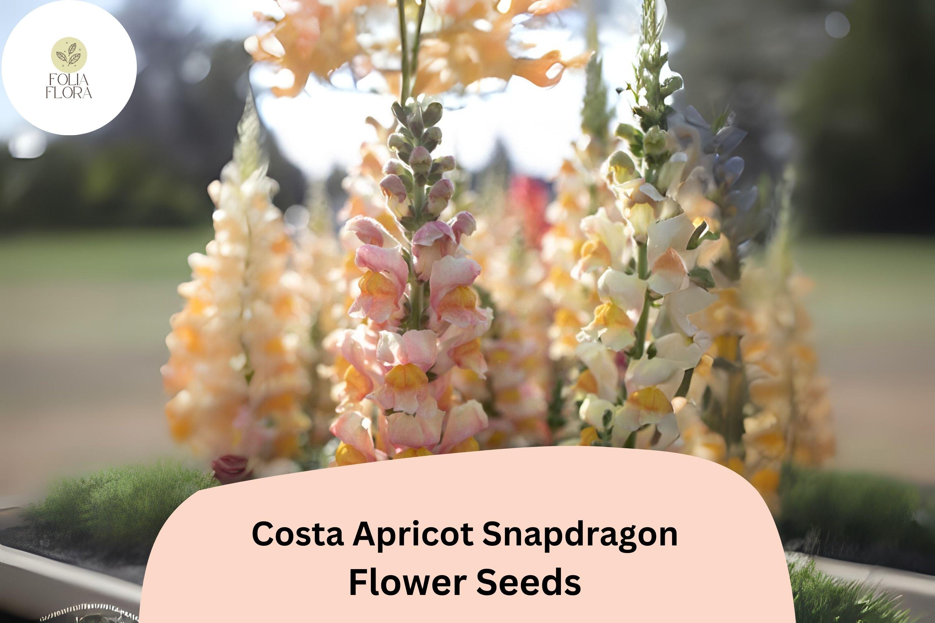 Costa Apricot Snapdragon Seeds | Peachy-Orange Cut Flowers