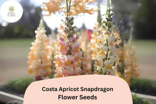 Costa Apricot Snapdragon Seeds | Peachy-Orange Cut Flowers