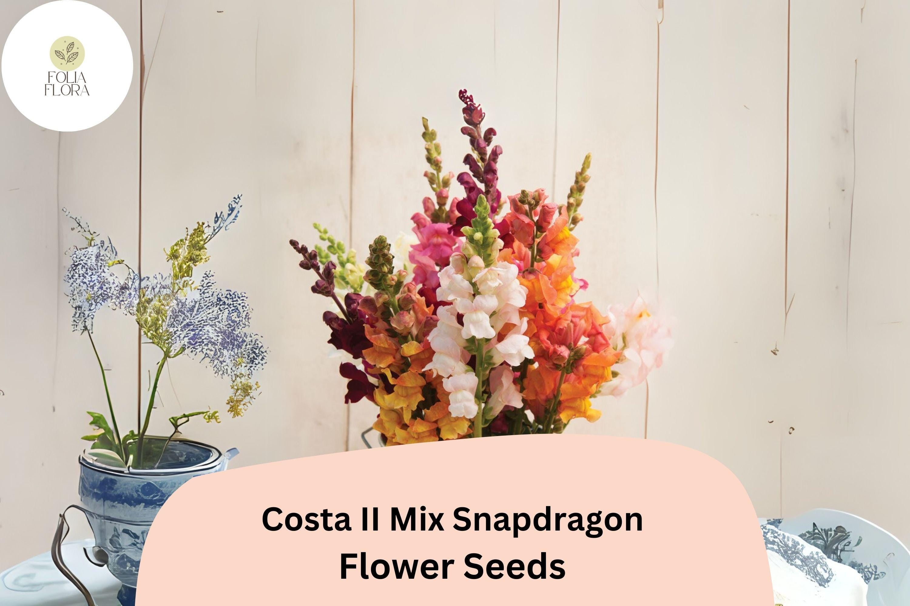 Costa II Snapdragon Seeds | Vibrant Mixed Colors, Cut Flower Garden