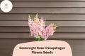 Costa Light Rose Snapdragon Seeds | Soft Pink Blooms, 1000+ Seeds
