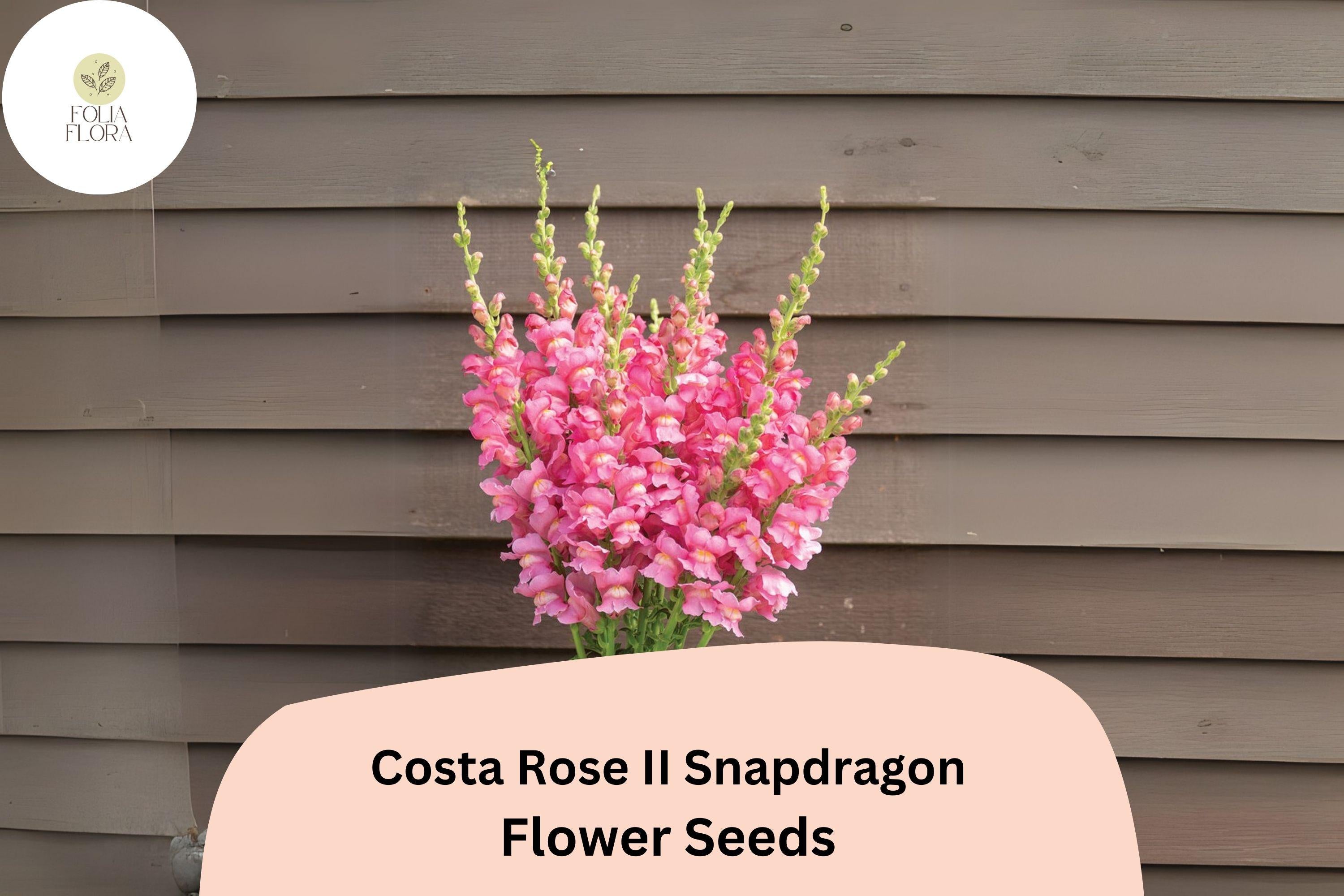 Costa Rose II Snapdragon Seeds | Rose-Pink Blooms, Pollinator-Friendly