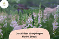 Costa Silver Snapdragon Seeds | Silvery-Lavender Blooms, 1000+ Seeds