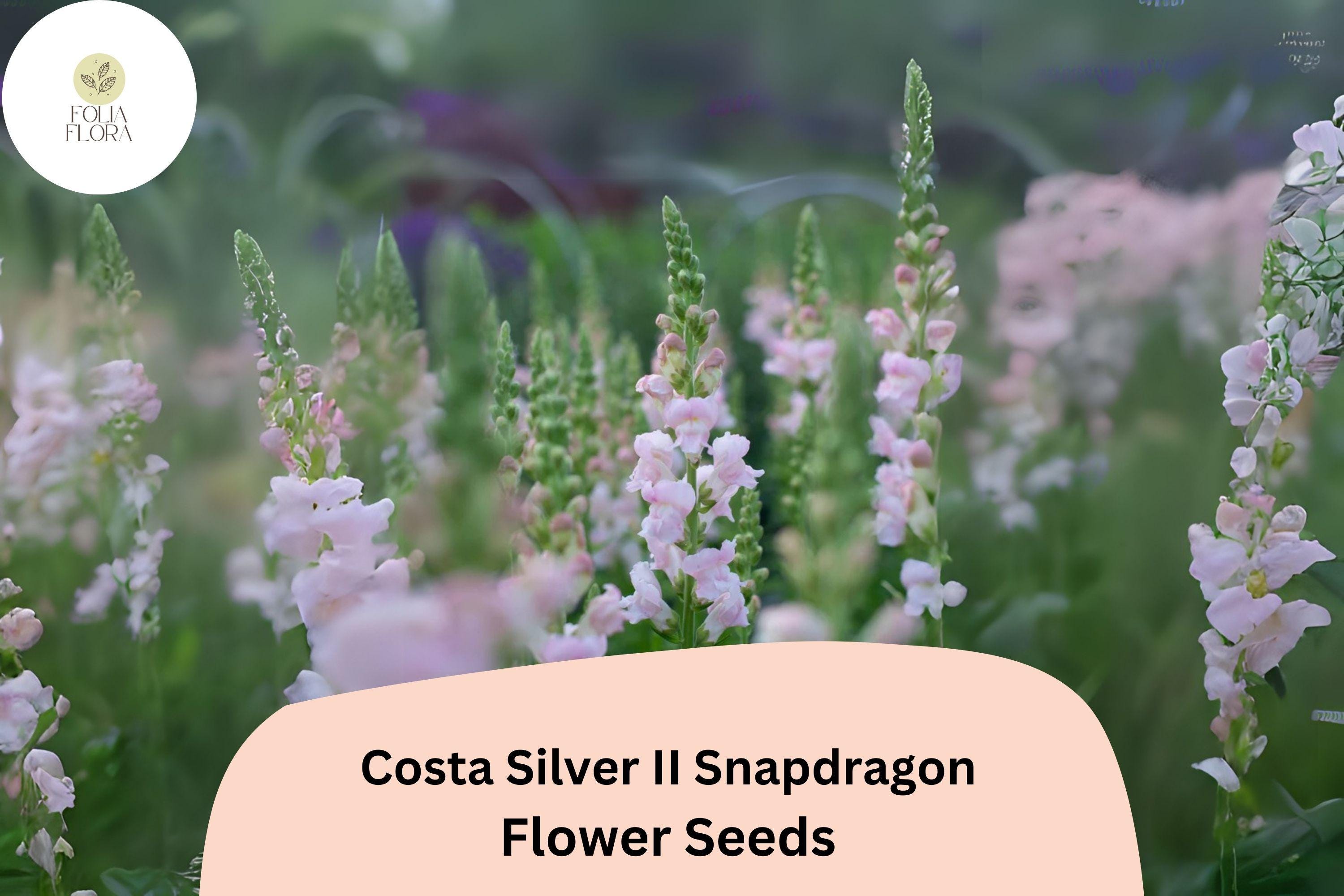 Costa Silver Snapdragon Seeds | Silvery-Lavender Blooms, 1000+ Seeds