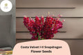 Costa Velvet Snapdragon Seeds â€“ Deep Red Blooms, 1000+ Seeds