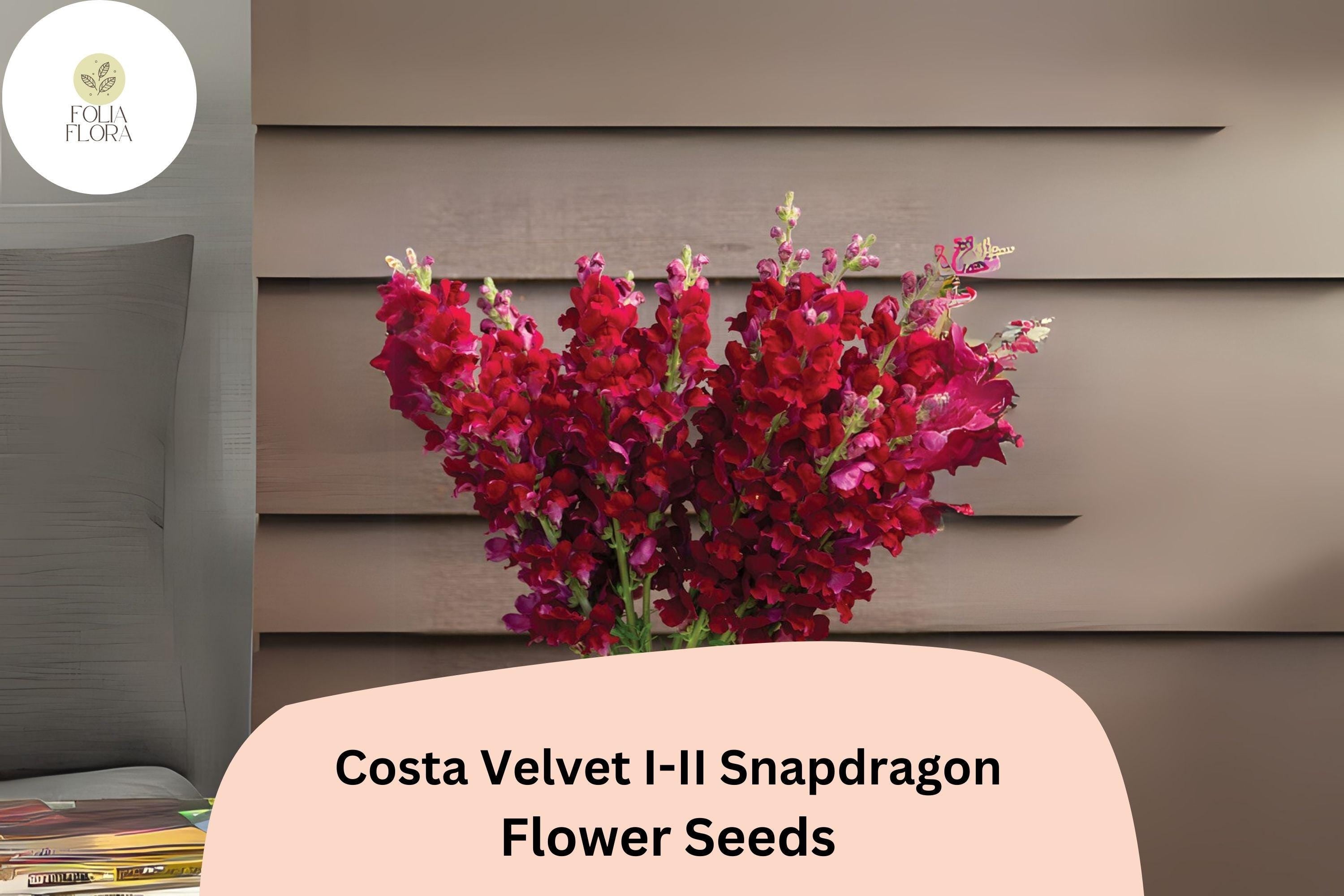 Costa Velvet Snapdragon Seeds â€“ Deep Red Blooms, 1000+ Seeds