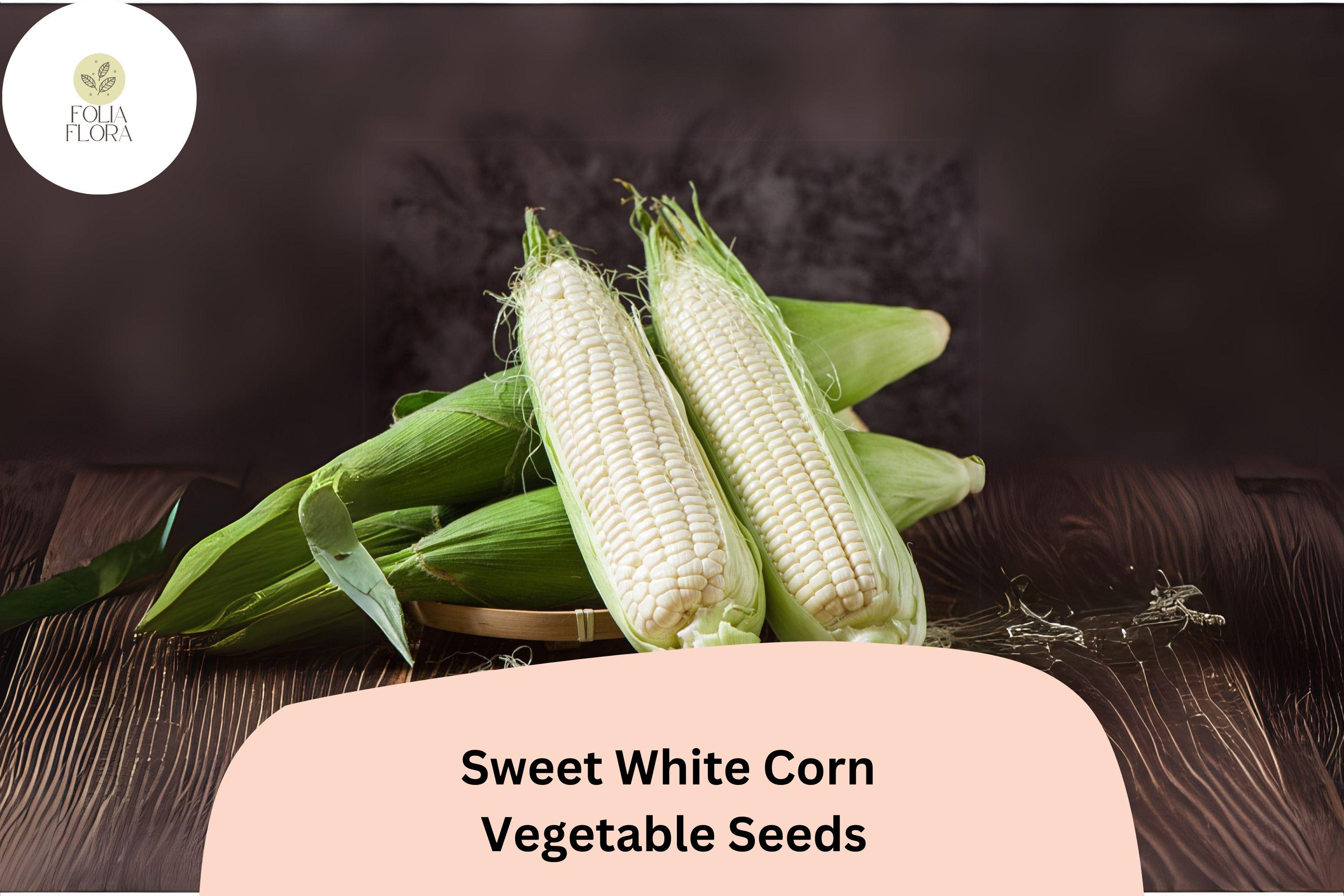 50 Sweet White Corn Seeds â€“ Heirloom, Non-GMO, Home Garden