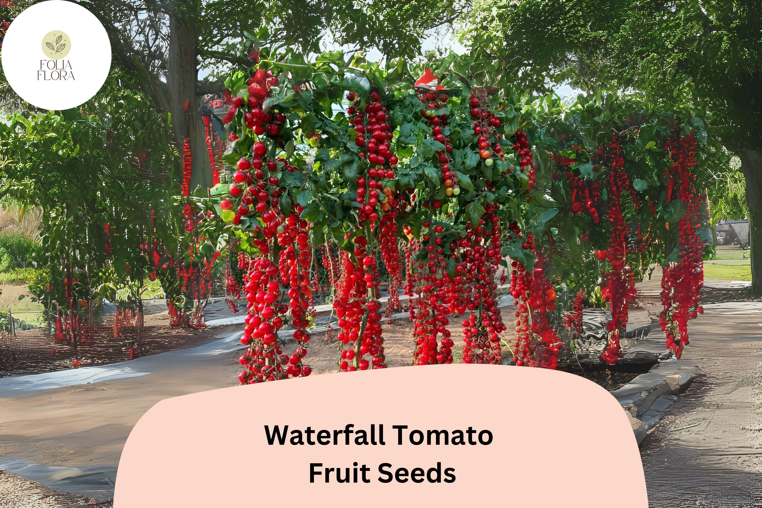 200pcs Waterfall Tomato Seeds | Juicy & High-Yield | Non-GMO | Home Garden Favorite