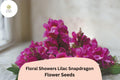Lilac Snapdragon Seeds | Floral Showers, Dwarf Antirrhinum majus