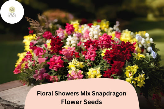 Dwarf Snapdragon Seeds | Floral Showers Mix, Colorful Blooms (1000+ Seeds)