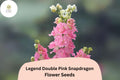 Antirrhinum majus Legend Double Pink Snapdragon Seeds â€“ 1000+ Lush Double Blooms for Garden & Bouquets