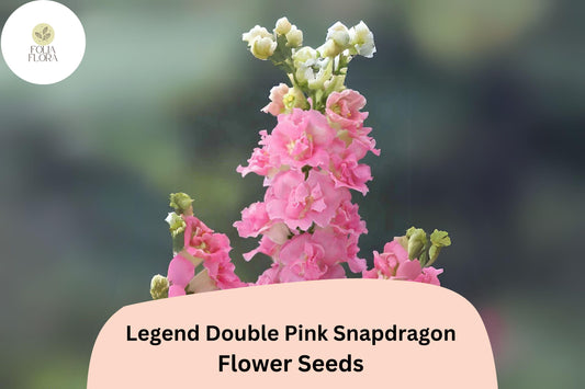 Antirrhinum majus Legend Double Pink Snapdragon Seeds â€“ 1000+ Lush Double Blooms for Garden & Bouquets