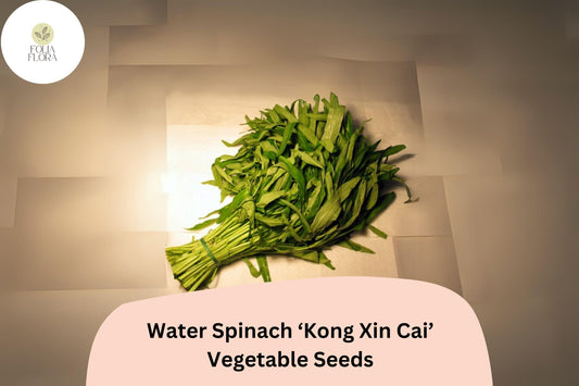 120pcs Water Spinach 'Kong Xin Cai' Seeds | Fast-Growing Asian Green | Non-GMO & Heirloom