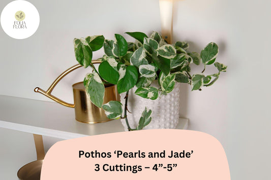 Pothos â€˜Pearls and Jadeâ€™ â€“ 3 Cuttings (4â€-5â€) Easy-Care Devilâ€™s Ivy Houseplant