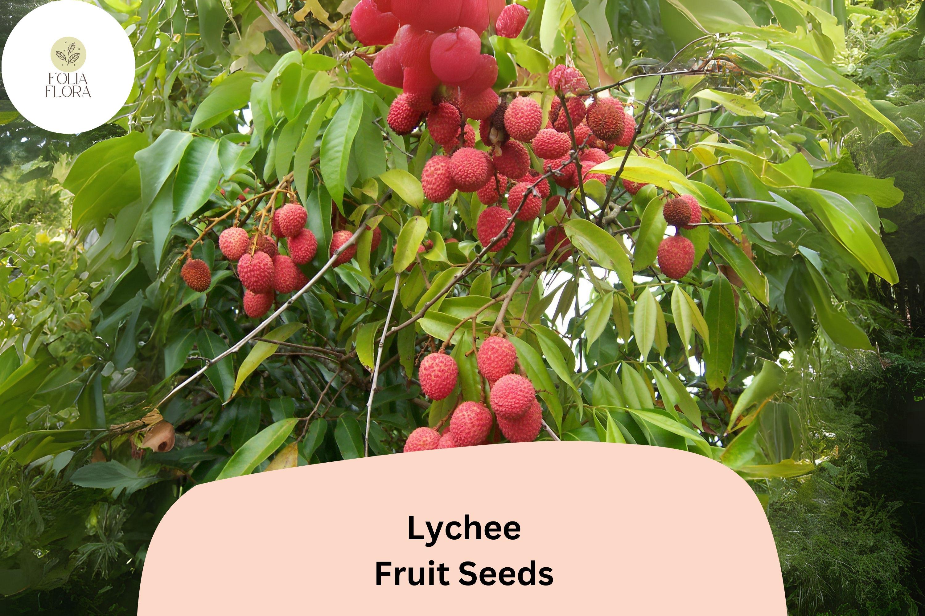 10pcs Lychee Seeds â€“ Tropical Fruit Tree â€“ Heirloom & Non-GMO