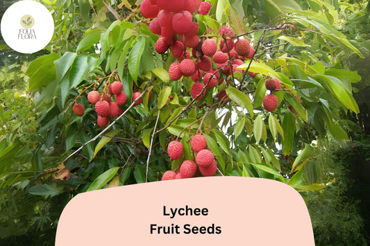 10pcs Lychee Seeds â€“ Tropical Fruit Tree â€“ Heirloom & Non-GMO