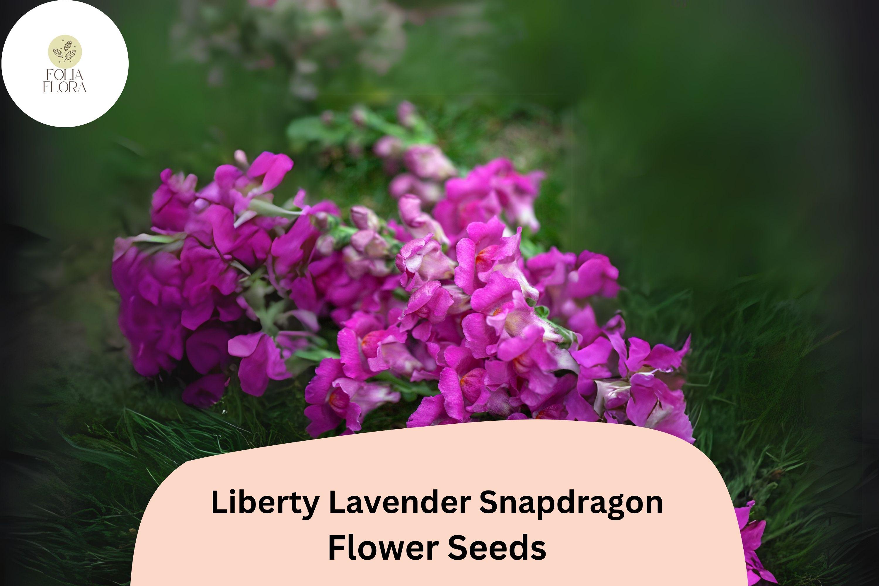 Antirrhinum majus Liberty Lavender Snapdragon Seeds â€“ 1000+ Soft Purple Blooms for Garden & Cut Flowers