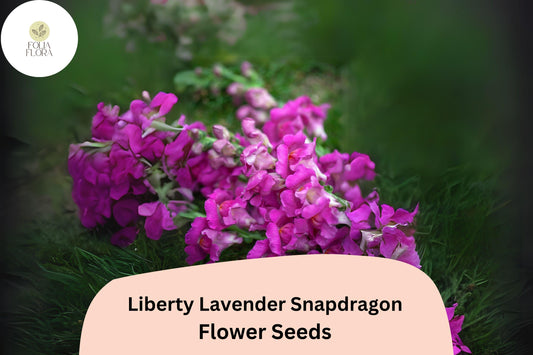 Antirrhinum majus Liberty Lavender Snapdragon Seeds â€“ 1000+ Soft Purple Blooms for Garden & Cut Flowers