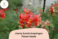 Antirrhinum majus Liberty Scarlet Snapdragon Seeds â€“ 1000+ Bold Red Blooms for Garden & Cut Flowers