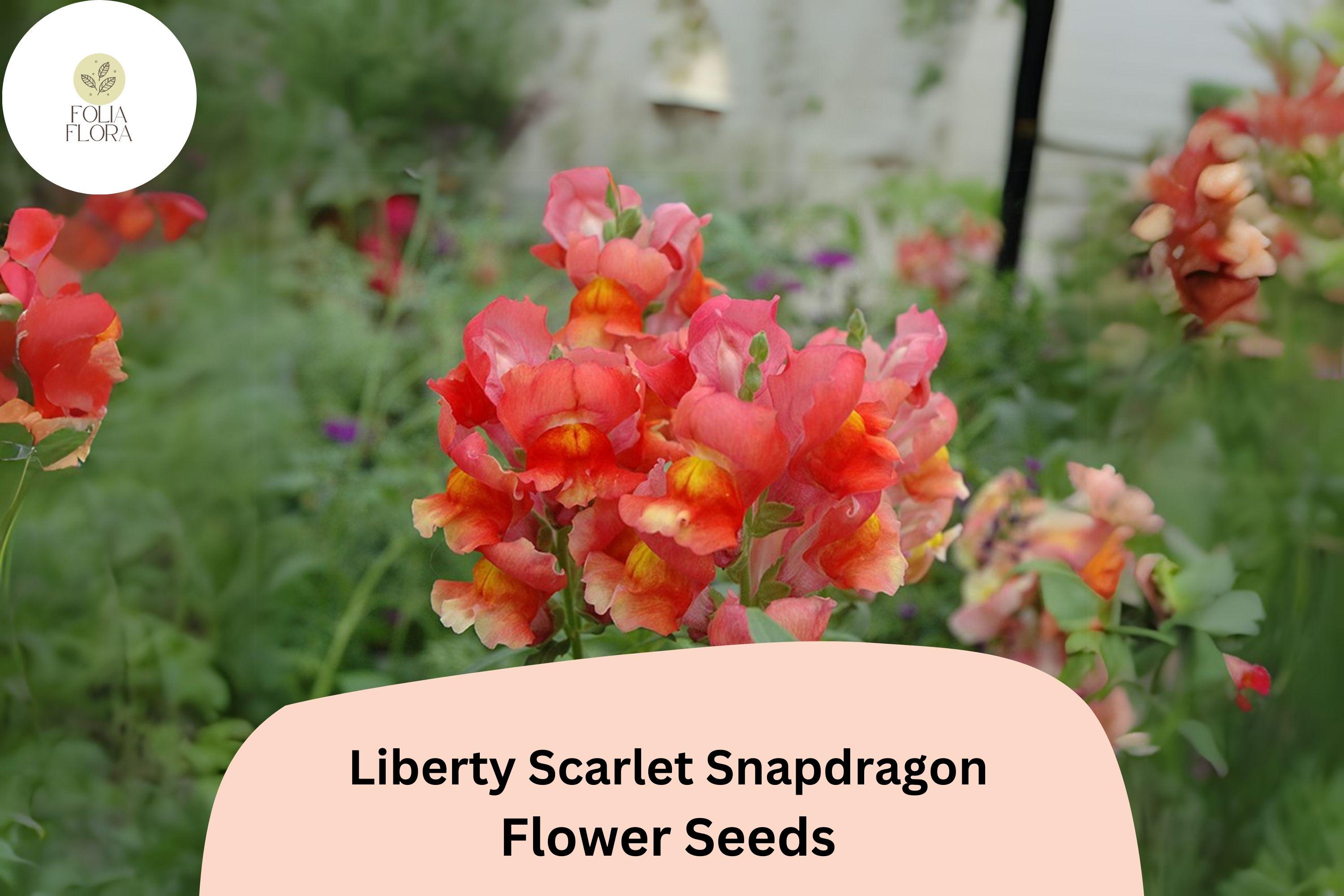 Antirrhinum majus Liberty Scarlet Snapdragon Seeds â€“ 1000+ Bold Red Blooms for Garden & Cut Flowers