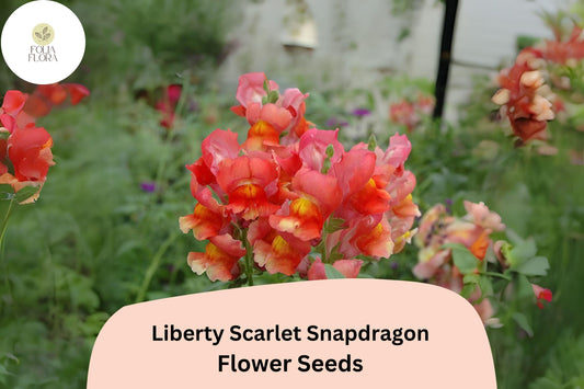 Antirrhinum majus Liberty Scarlet Snapdragon Seeds â€“ 1000+ Bold Red Blooms for Garden & Cut Flowers