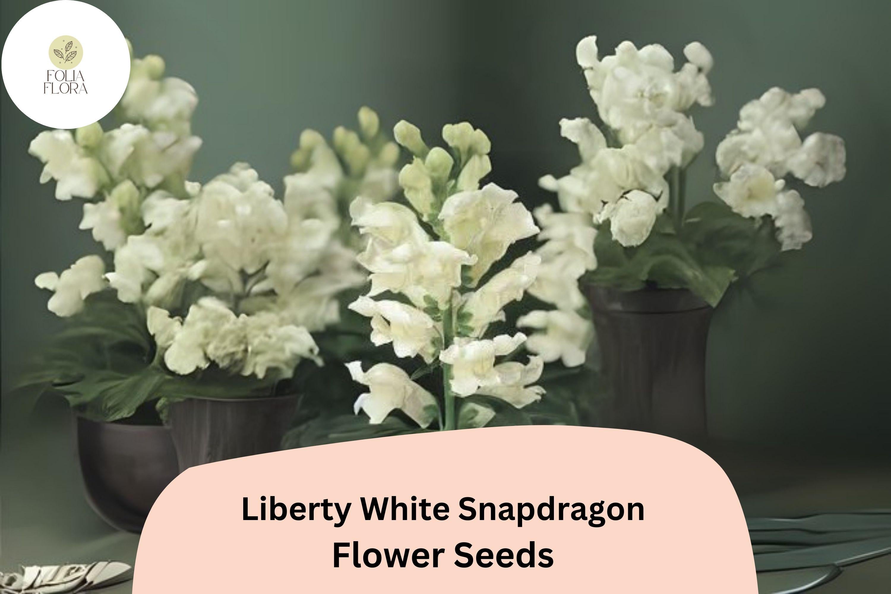 Antirrhinum majus Liberty White Snapdragon Seeds â€“ 1000+ Pure White Blooms for Garden & Cut Flowers