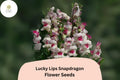Antirrhinum majus Lucky Lips Snapdragon Seeds â€“ 1000+ Unique Bi-Color Blooms for Garden & Cut Flowers