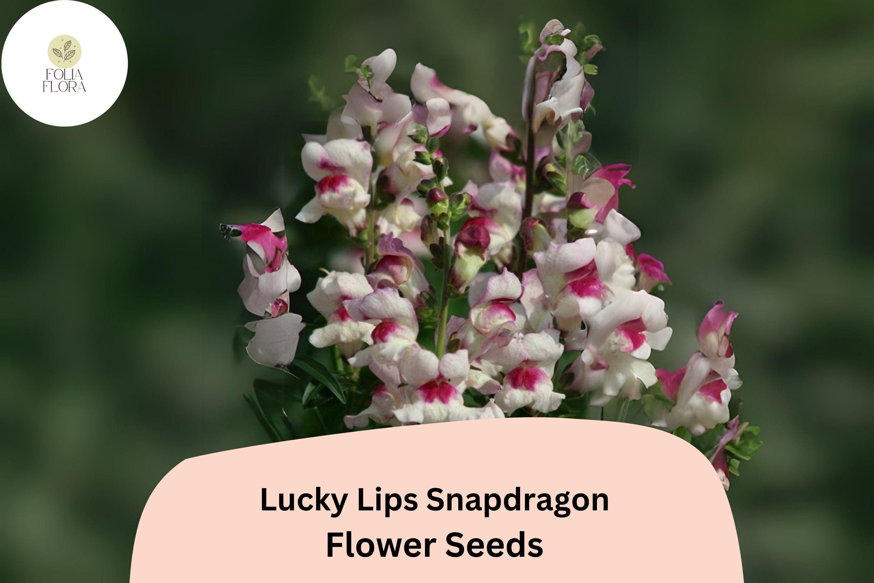 Antirrhinum majus Lucky Lips Snapdragon Seeds â€“ 1000+ Unique Bi-Color Blooms for Garden & Cut Flowers