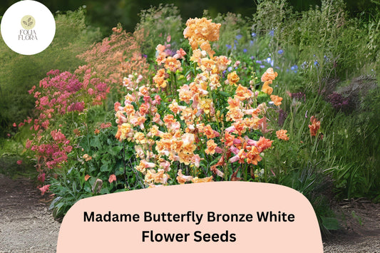Antirrhinum majus Madame Butterfly Bronze White Snapdragon Seeds â€“ 1000+ Ruffled Blooms for Garden & Bouquets