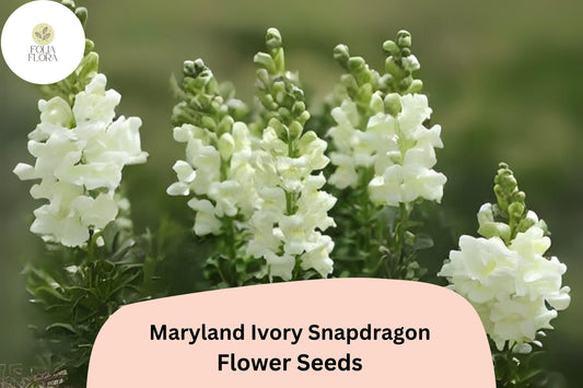 Antirrhinum majus Maryland Ivory Snapdragon Seeds â€“ 1000+ Elegant Blooms for Garden & Cut Flowers