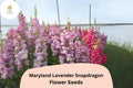 Antirrhinum majus Maryland Lavender Snapdragon Seeds â€“ 1000+ Elegant Blooms for Garden & Cut Flowers