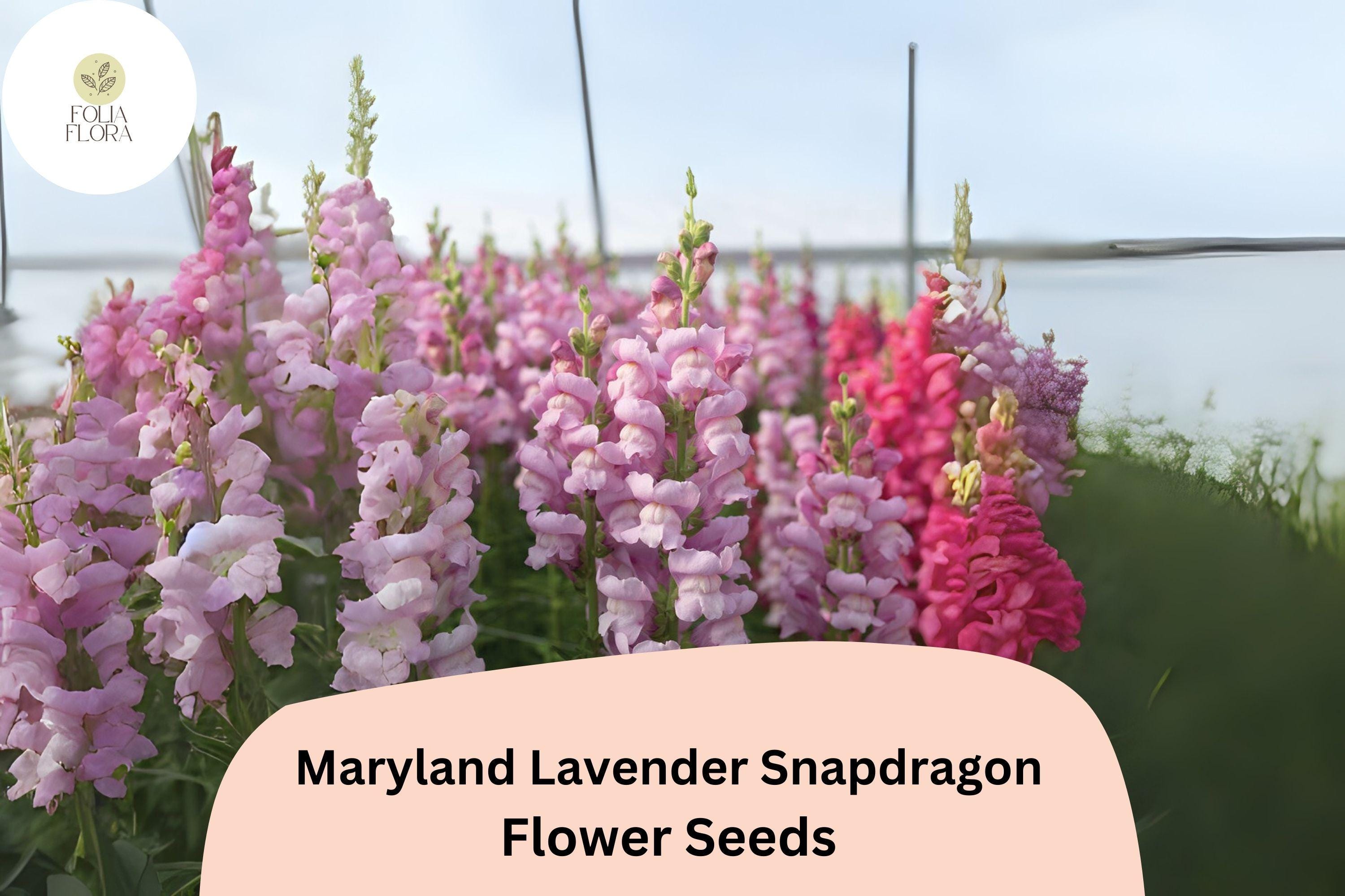 Antirrhinum majus Maryland Lavender Snapdragon Seeds â€“ 1000+ Elegant Blooms for Garden & Cut Flowers
