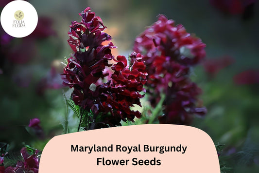 Royal Burgundy Snapdragon Seeds â€“ Deep Wine-Red Blooms