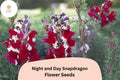 Night and Day Snapdragon Seeds â€“ Bi-Color Blooms, Garden Cut Flowers