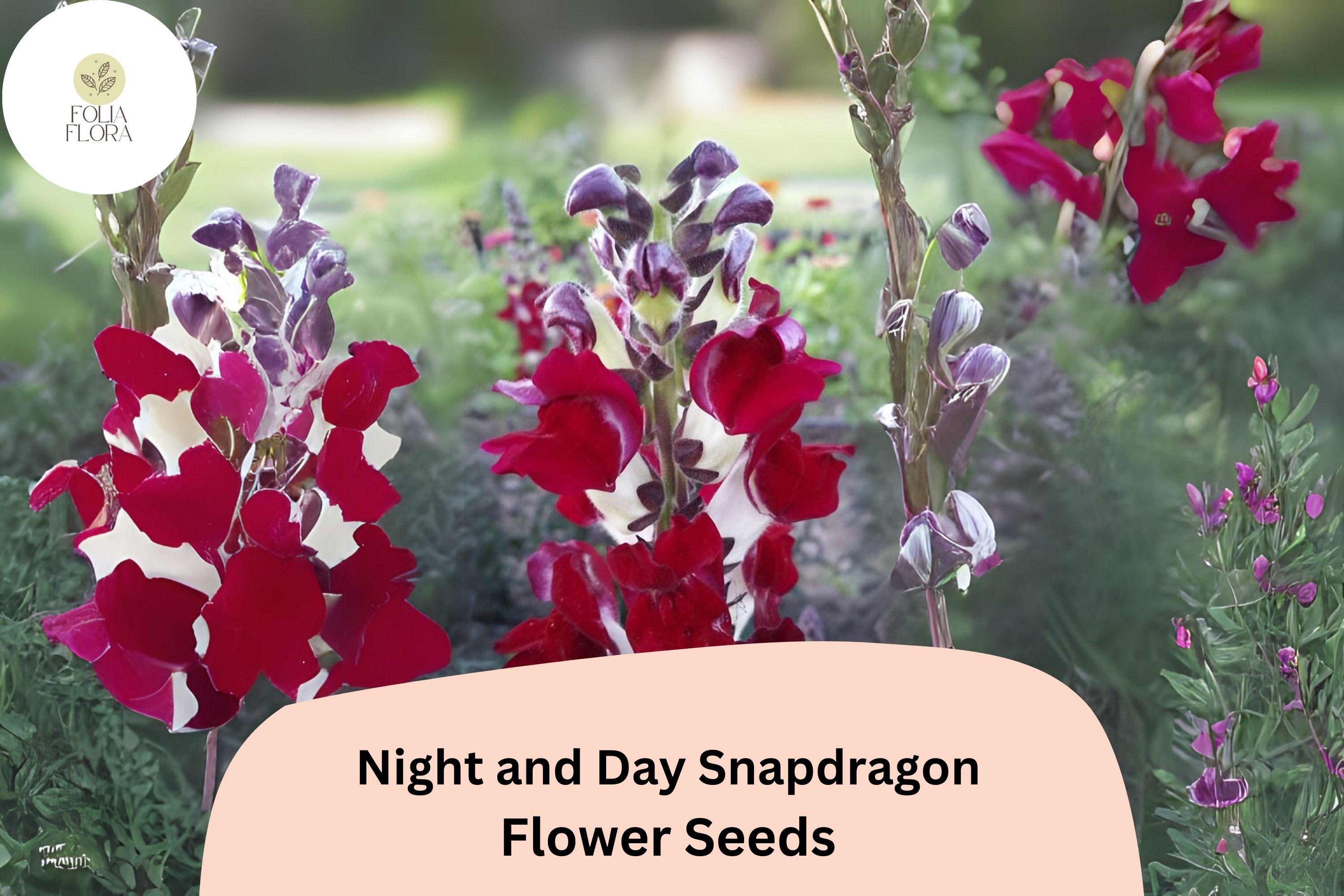Night and Day Snapdragon Seeds â€“ Bi-Color Blooms, Garden Cut Flowers
