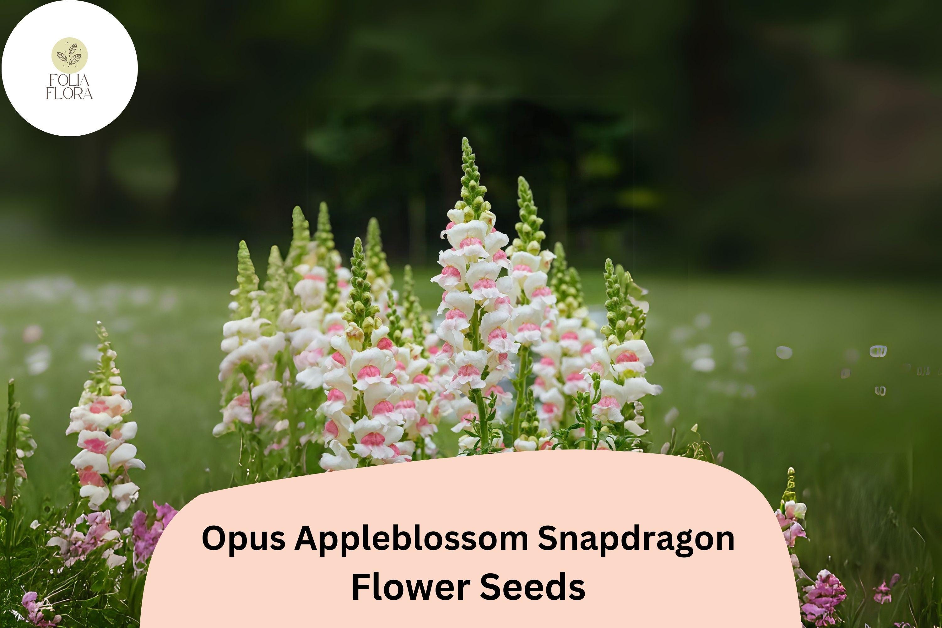 Opus Appleblossom Snapdragon Seeds â€“ Soft Pink & White Blooms