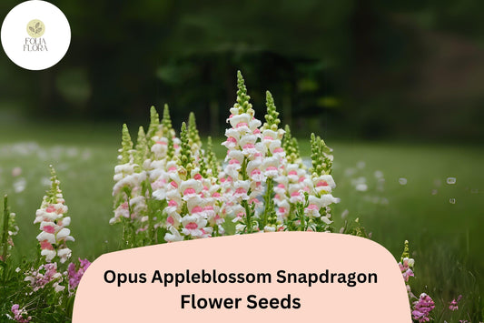 Opus Appleblossom Snapdragon Seeds â€“ Soft Pink & White Blooms