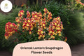 Antirrhinum majus Oriental Lantern Snapdragon Seeds â€“ 1000+ Exotic Fiery Blooms for Garden & Cut Flowers