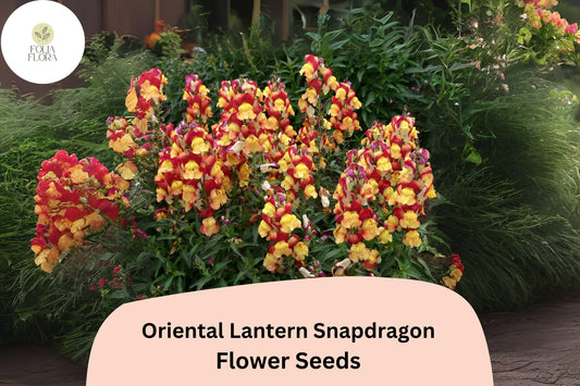 Antirrhinum majus Oriental Lantern Snapdragon Seeds â€“ 1000+ Exotic Fiery Blooms for Garden & Cut Flowers