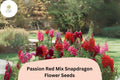 Passion Red Snapdragon Seeds â€“ 1000+ Crimson & Scarlet Blooms
