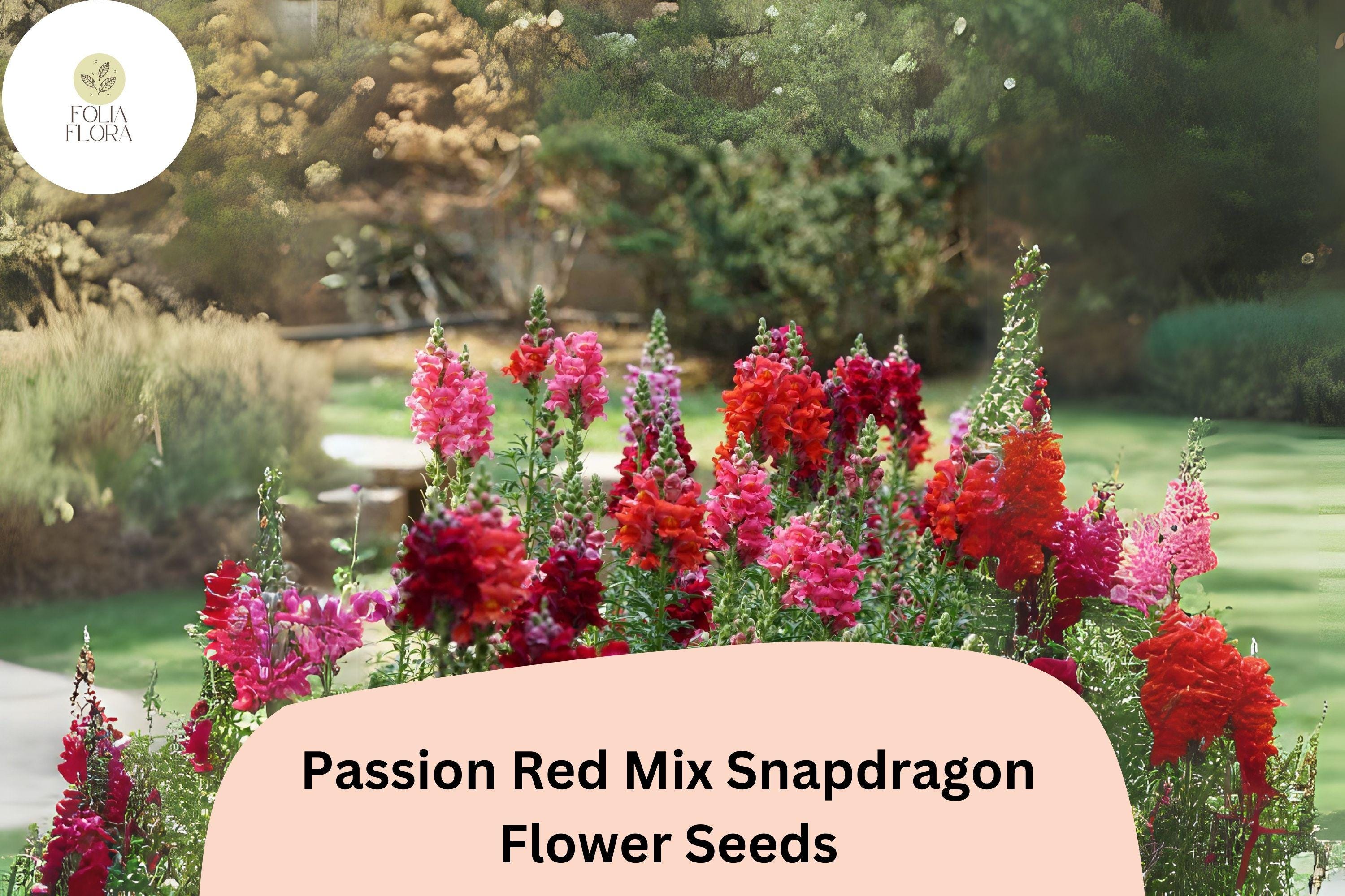 Passion Red Snapdragon Seeds â€“ 1000+ Crimson & Scarlet Blooms