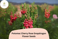 Potomac Cherry Rose Snapdragon Seeds â€“ 1000+ Vibrant Pink-Red Blooms