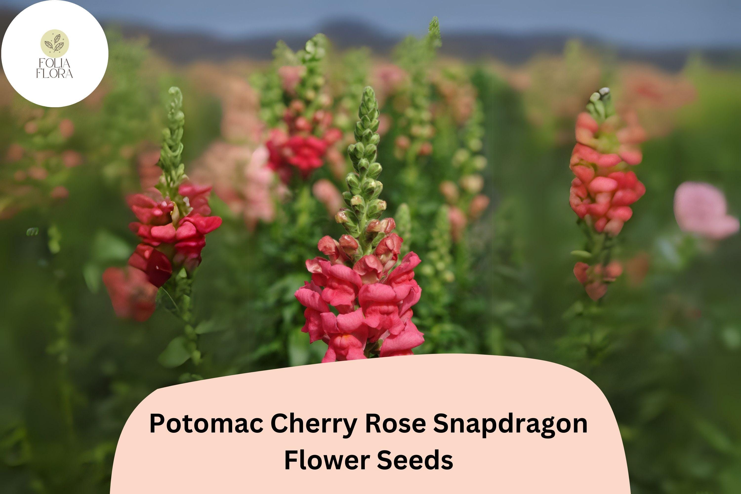 Potomac Cherry Rose Snapdragon Seeds â€“ 1000+ Vibrant Pink-Red Blooms