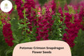 Antirrhinum majus Potomac Crimson Snapdragon Seeds â€“ 1000+ Deep Red Blooms for Garden & Cut Flowers